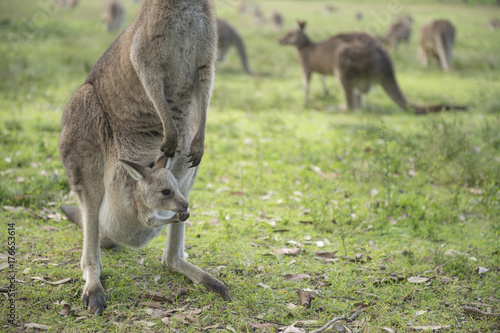 Wild Kangaroo in Australia