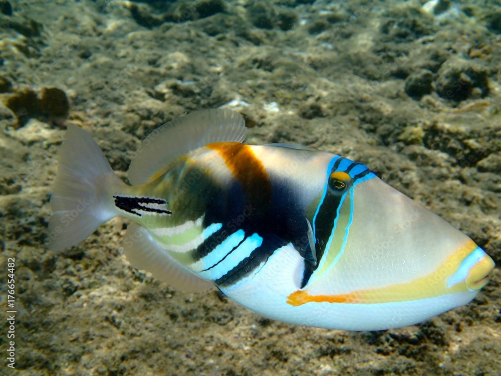 the-humuhumunukunuku-pua-a-is-a-reef-trigger-fish-designated-as-the