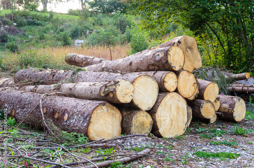 Stack of Freshly Cut Logs at the Edge of a Field Stack of Freshly Cut Logs at the Edge of a Field