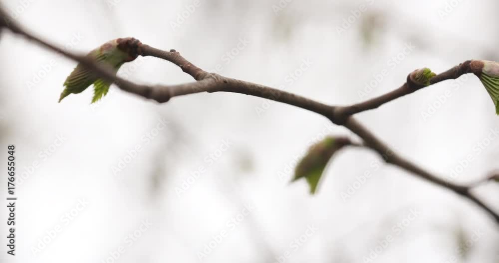 pan shot of ulmus glabra elm leaves in spring day pan shot of ulmus glabra elm leaves in spring day