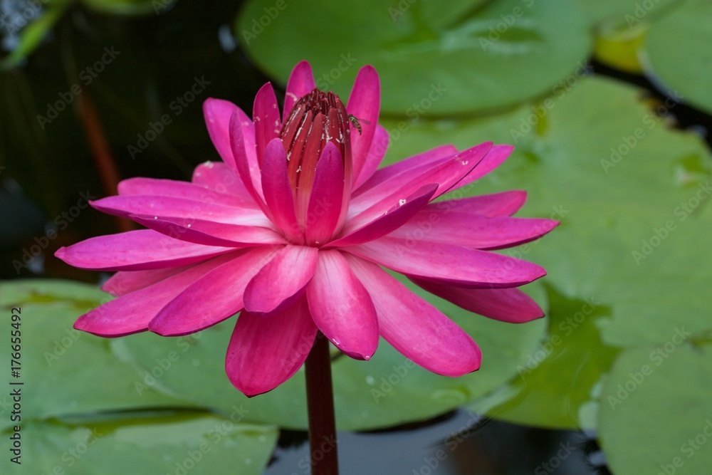 Red flare night blooming tropical lily in koi pond. Red flare night blooming tropical lily in koi pond.