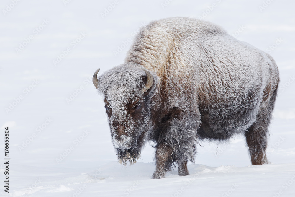 American bison walking in deep white snow in Yellowstone National Park American bison walking in deep white snow in Yellowstone National Park