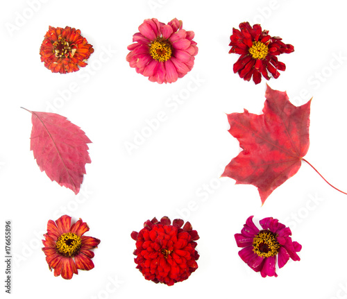 Fototapeta Naklejka Na Ścianę i Meble -  Bright red autumn flowers and leaves forming a frame on a white background (top view, copy space in the center)