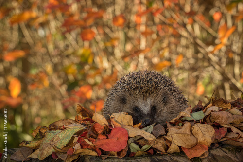 hedgehog in colorful autumn leaves looking in camera