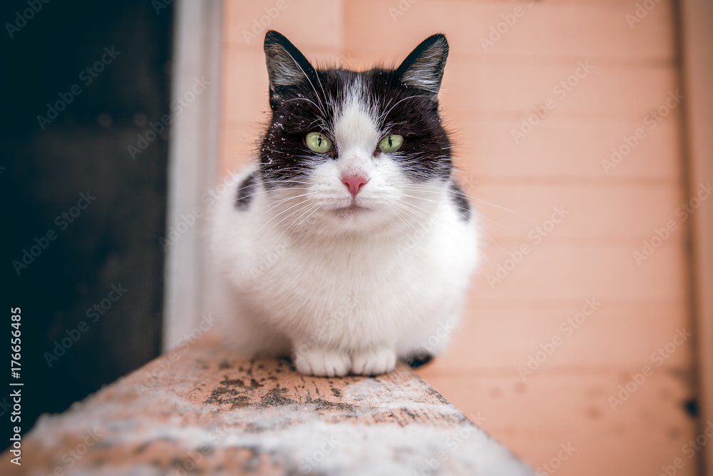 A large black and white cat with green eyes is sitting on the railing of the stairs at the entrance of the house and looks into the frame. Close-up. Background is blurred A large black and white cat with green eyes is sitting on the railing of the stairs at the entrance of the house and looks into the frame. Close-up. Background is blurred