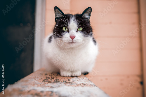 Fototapeta Naklejka Na Ścianę i Meble -  A large black and white cat with green eyes is sitting on the railing of the stairs at the entrance of the house and looks into the frame. Close-up. Background is blurred