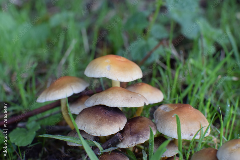 Pilze Pilze
