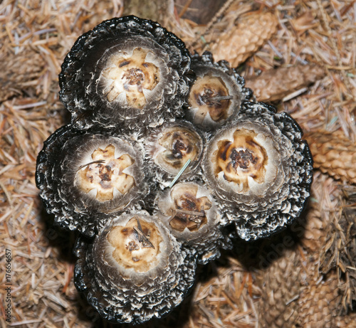 Parasol mushrooms (Macrolepiota procera) photo