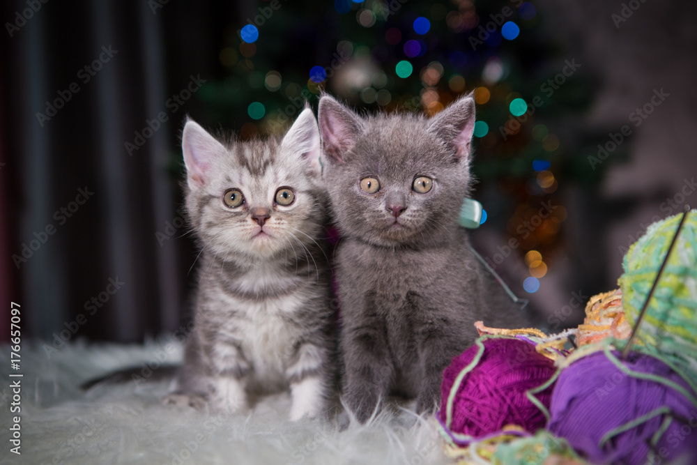 little kittens under a Christmas tree little kittens under a Christmas tree