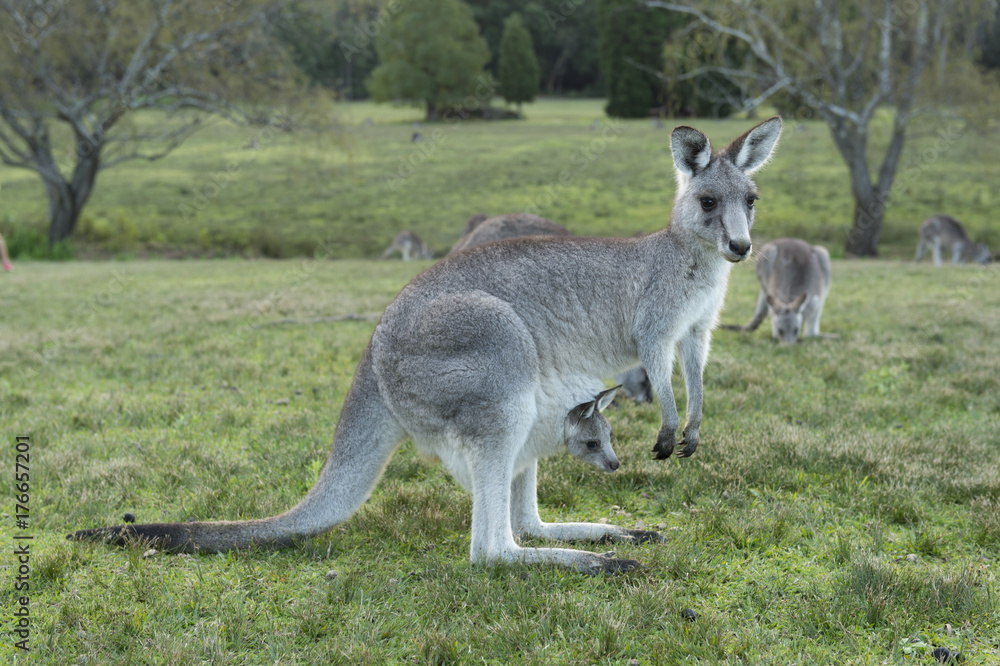 Wild Kangaroo in Australia Wild Kangaroo in Australia