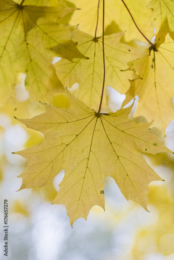 Obraz premium Autumn maple leaves background