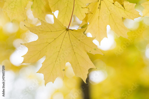 Autumn maple leaves background