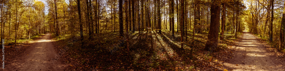 Waldweg Waldweg