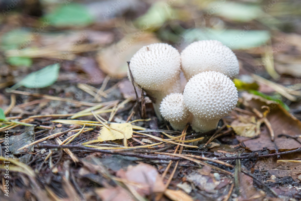 Young Lycoperdon perlatum (common puffball) growing in the woods Young Lycoperdon perlatum (common puffball) growing in the woods