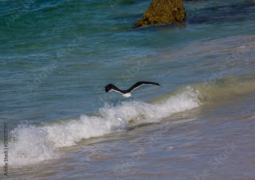 Kelp gull aka Larus dominicanus at the famous Boulders Beach of Simons Town near Cape Town in South Africa