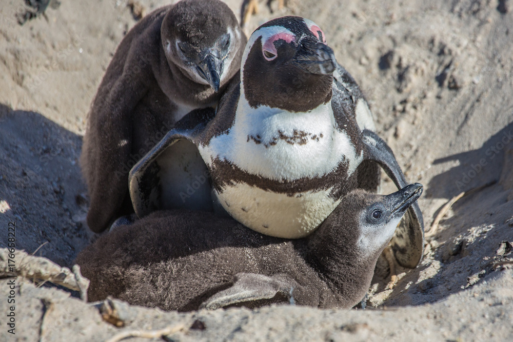 Naklejka premium African penguins aka spheniscus demersus at the famous Boulders Beach of Simons Town near Cape Town in South Africa