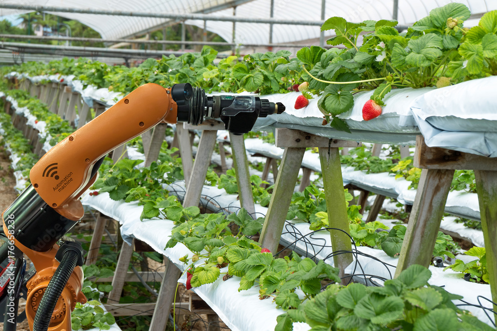 Agriculture vertical farming technology , artificial intelligence precision concepts, Farmer use smart farm automation robot assistant image processing for detection weed ,spray chemical. - obrazy, fototapety, plakaty 