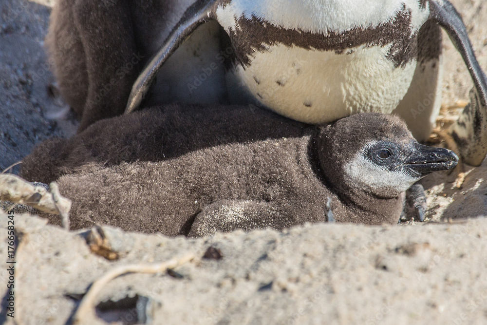 African penguins aka spheniscus demersus at the famous Boulders Beach of Simons Town near Cape Town in South Africa African penguins aka spheniscus demersus at the famous Boulders Beach of Simons Town near Cape Town in South Africa