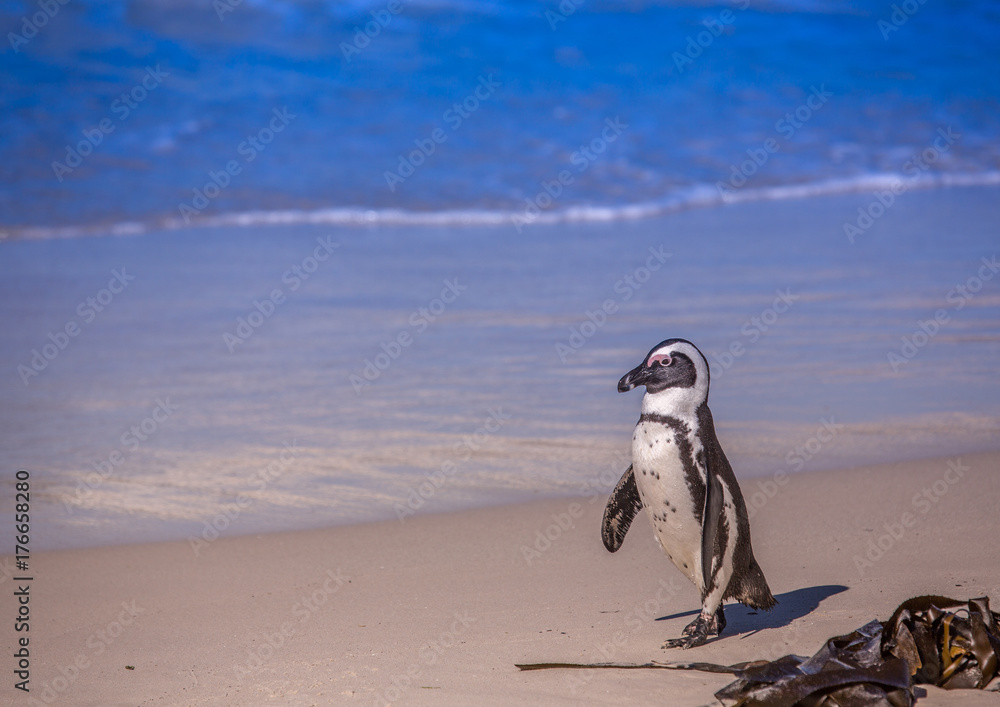 Fototapeta premium African penguins aka spheniscus demersus at the famous Boulders Beach of Simons Town near Cape Town in South Africa