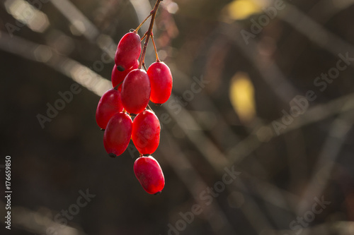 Red autumn berries in sunlight