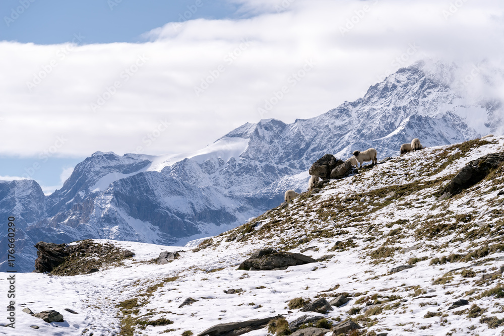 White Swiss mountain sheep, Zermatt, Switzerland