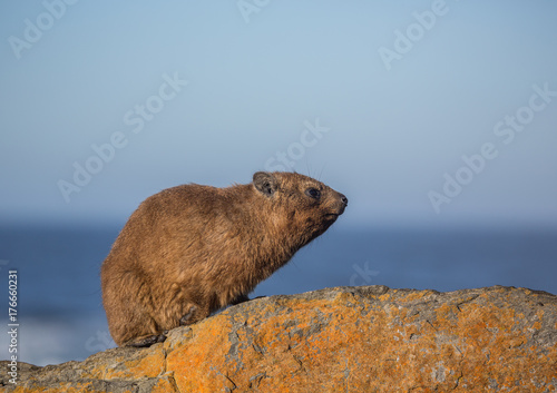 Sun bathing rock hyrax aka Procavia capensis at the Otter Trais at the Indian Ocean