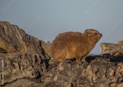 Sun bathing rock hyrax aka Procavia capensis at the Otter Trais at the Indian Ocean © 5-Birds Photograpy