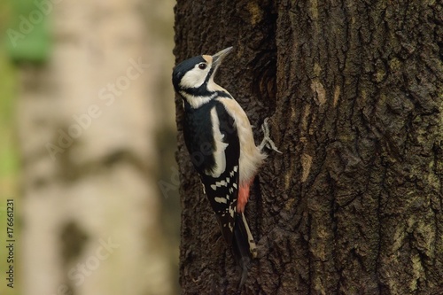 woodpecker on a tree making a huge hole