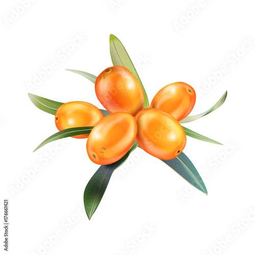 Sea buckthorn isolated on the white. Vector illustration in 3d style. The concept of realistic image of medical plants, herbs. Designed to create package of health, beauty natural products.