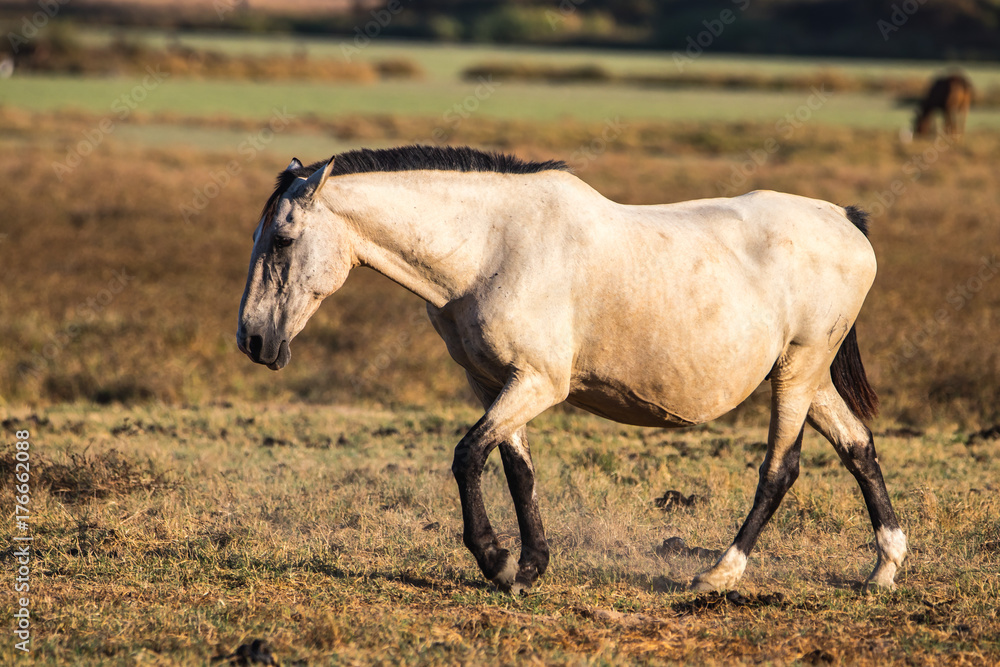 Purebred andalusian spanish horse on dry pasture in 