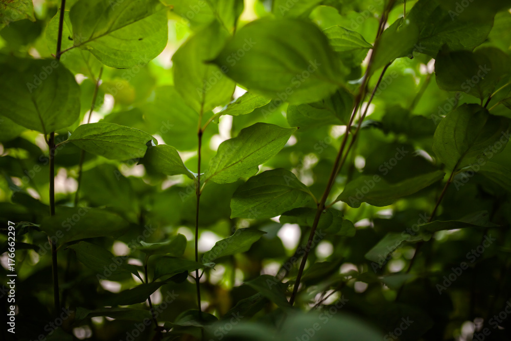 green background green background