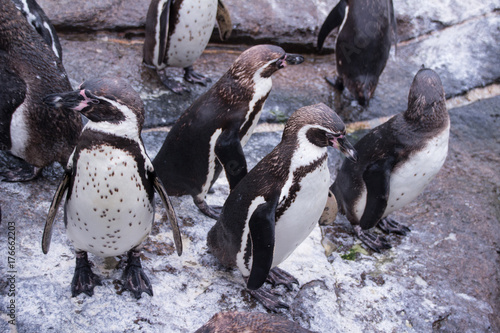 Humboldt Penguins