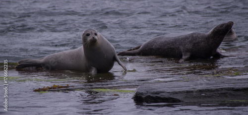 Harbor seal couple
