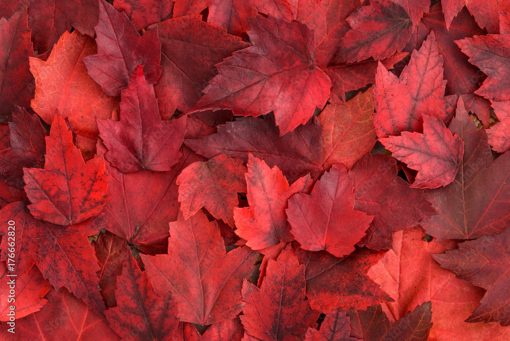 Red leaves that fall during autumn have saturated colours that captivate the eye. Click to see the image of the stunning red leaf backdrop of nature.
