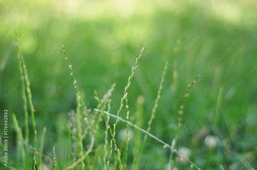 Green summer grass with dew. Spring grass with water droplets