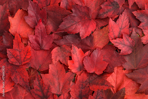 Background of red fall leaves
 photo