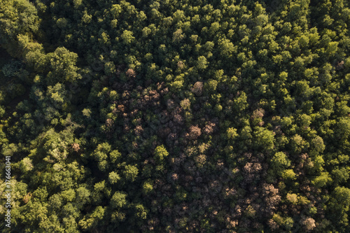 Aerial view of the Italian wild forest With tall and colorful trees at sunset © Travel Wild