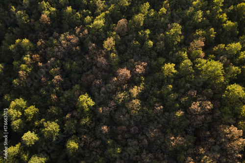 Aerial view of the Italian wild forest With tall and colorful trees at sunset