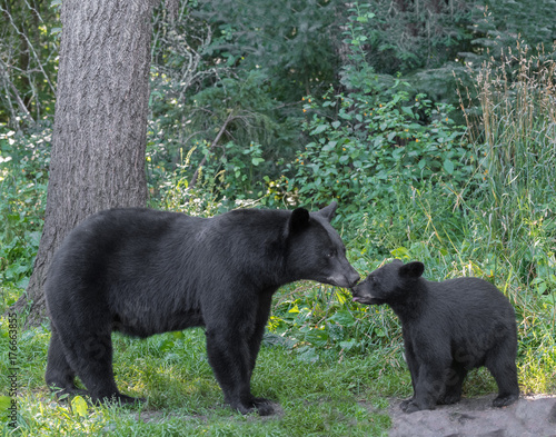 Black bear mother and cub. Tender moment