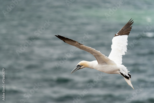 Northern gannets, Helgoland, Germany © mango2friendly