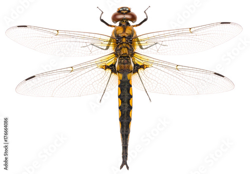 The dragonfly Eurasian baskettail Epitheca bimaculata isolated on white background. Close up of dorsal view dragonfly. © Anton