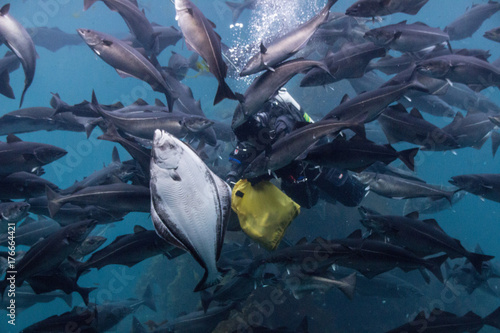 Diver feeding fish.