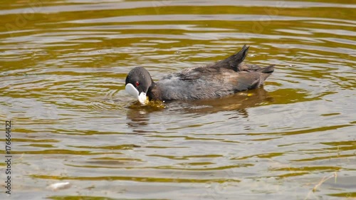 Coot swimming in pond photo