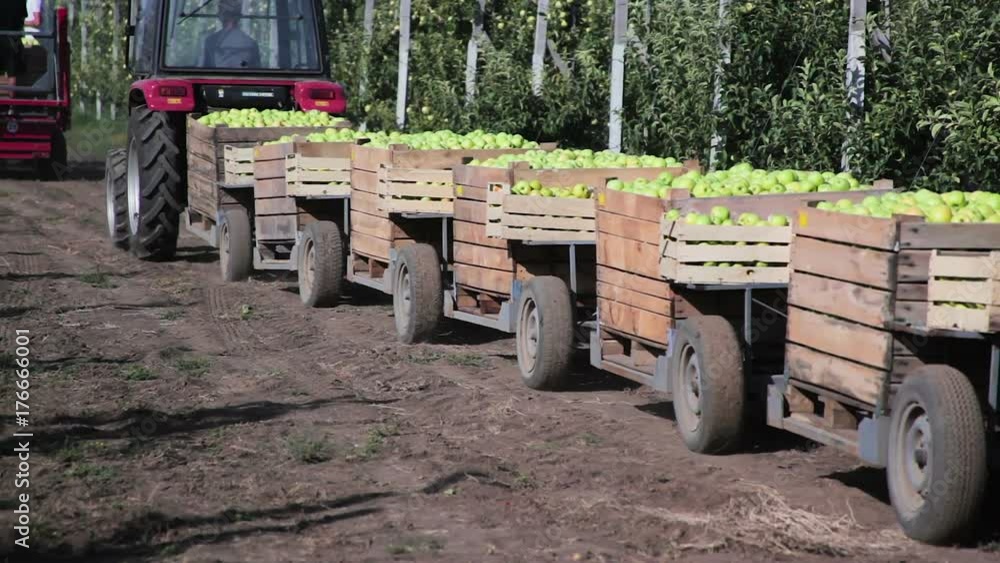Tractor transport wooden container full of apple fruits Tractor transport wooden container full of apple fruits