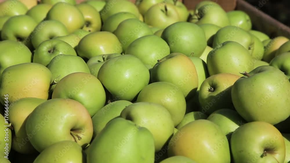 Close up of freshly picked apples