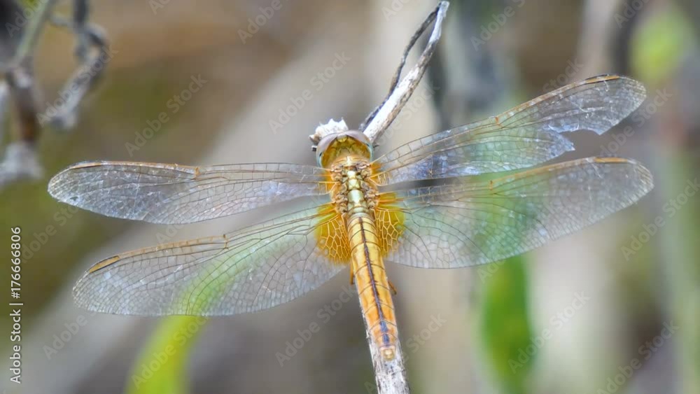 4K Close up shot dragonfly fly insect in nature place of tropical Asia 4K Close up shot dragonfly fly insect in nature place of tropical Asia