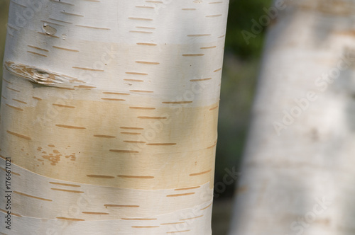Paper birch tree trunk (betula utilis jacquemontii)