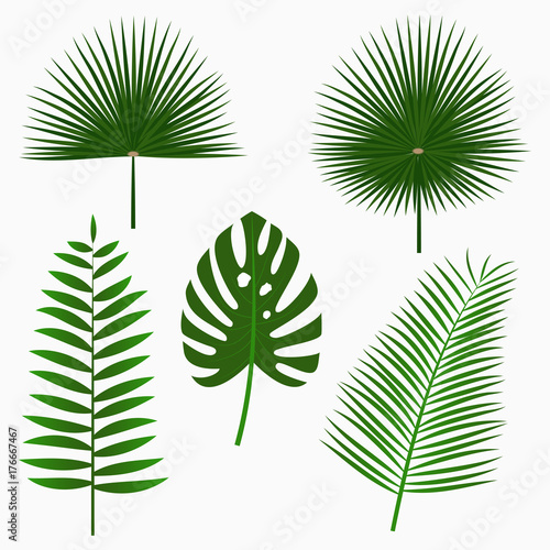 Tropical palm leaves, jungle leaf set isolated on white background. Exotic plants. Vector illustration.