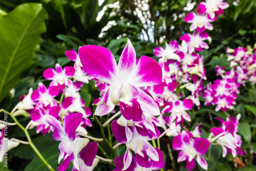 Colorful tropical flowers