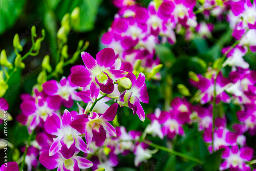 Colorful tropical flowers